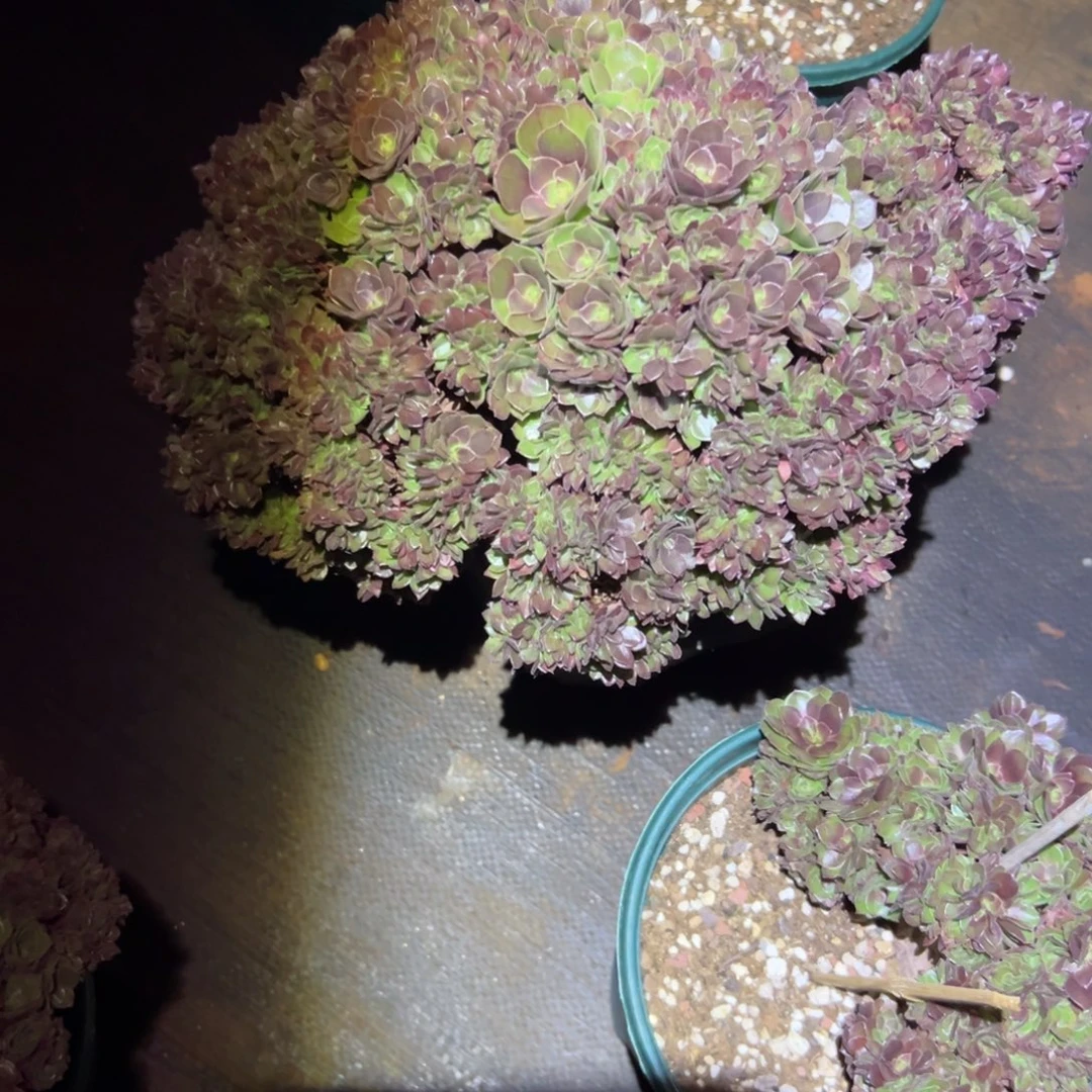 万圣节全朵朵老桩瑕疵