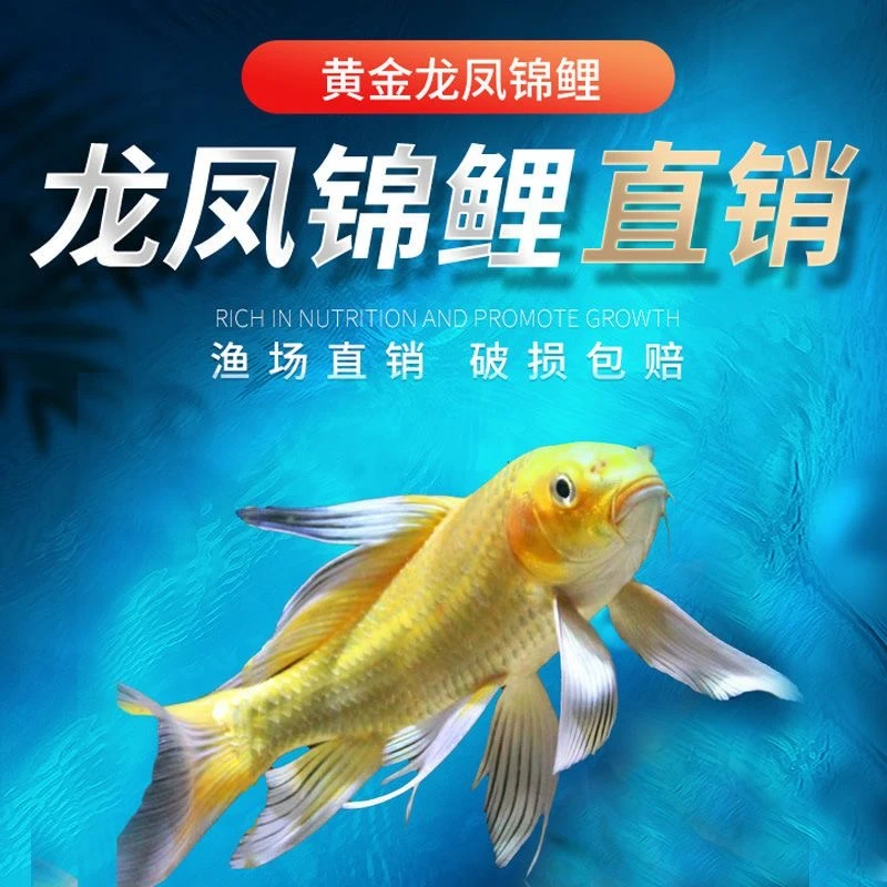 纯种黄金龙凤锦鲤活鱼冷水观赏鱼耐活好养风水鱼黑金白金长尾金鱼