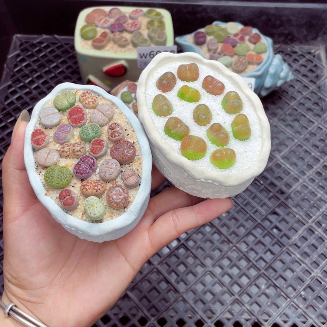 w6095盆微瑕 带盆土发货一物一拍