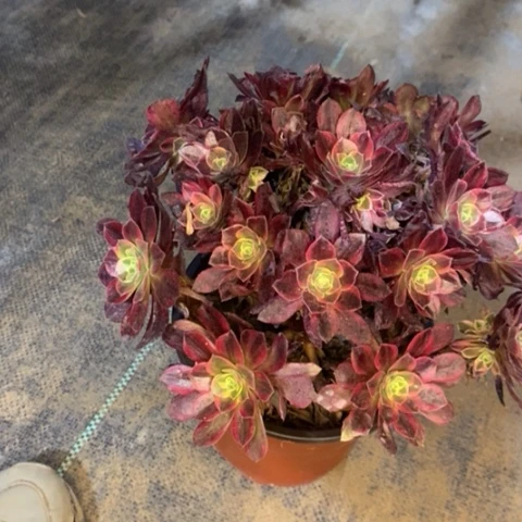 安娜多肉植物有断枝080