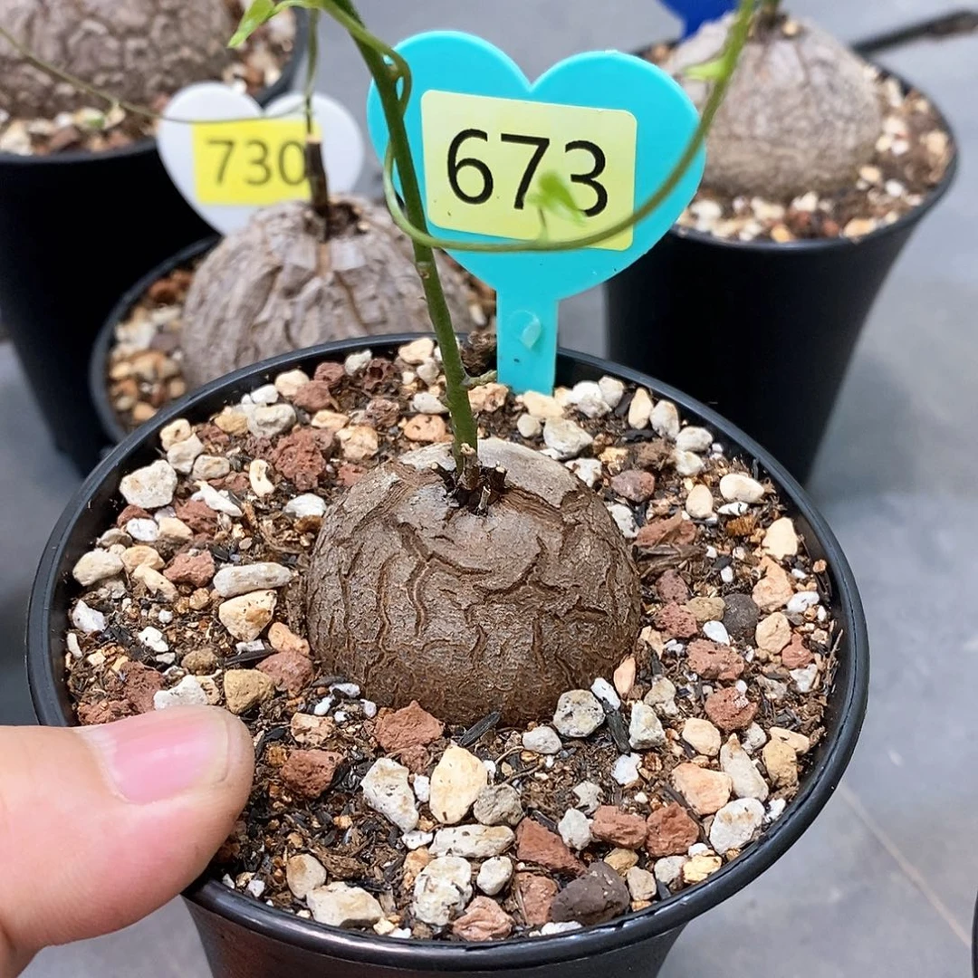 南非龟甲龙龟甲龙