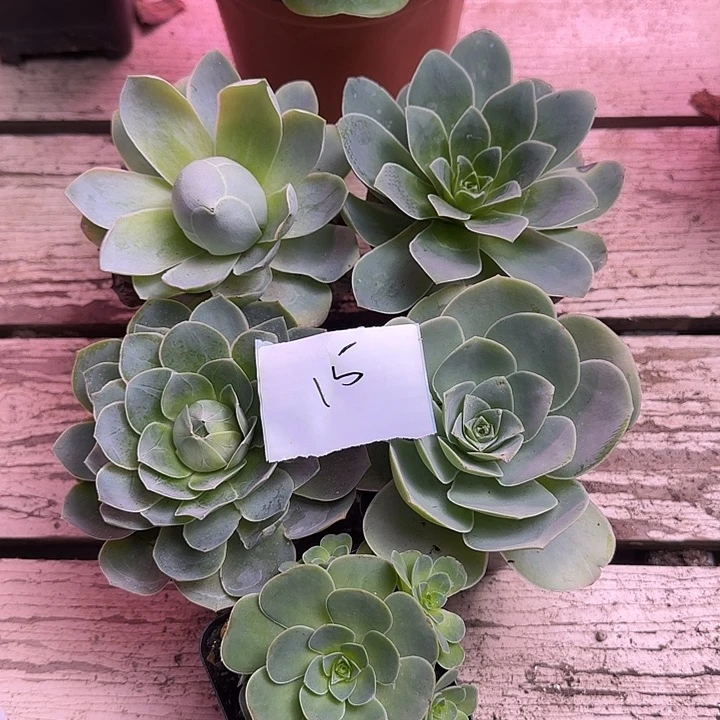 山地玫瑰一物一拍，带盆发15号