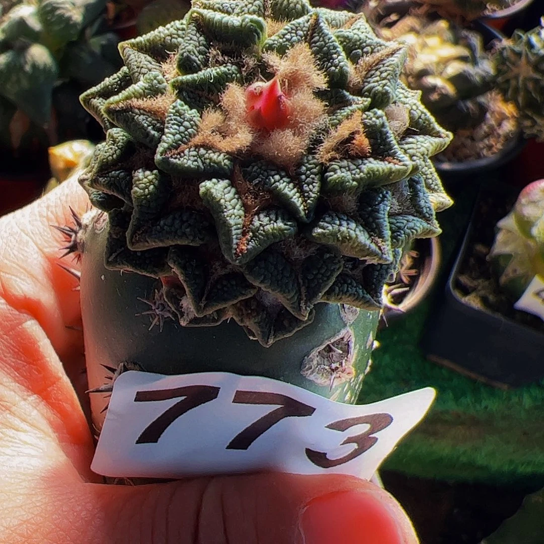 无花朵颗粒黑牡丹773