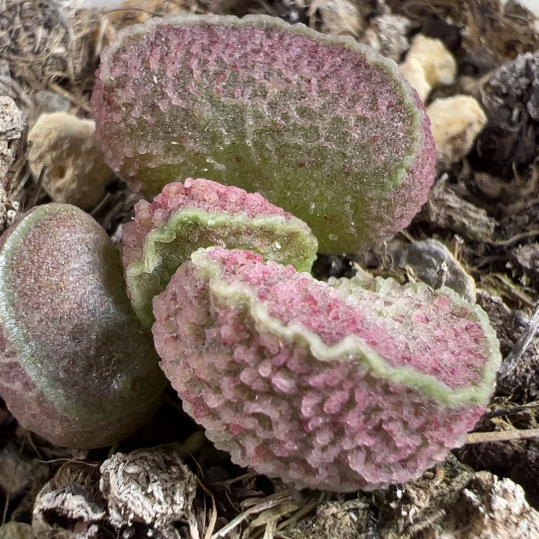 实生新品多肉植物水泡多肉植物水泡多肉植物