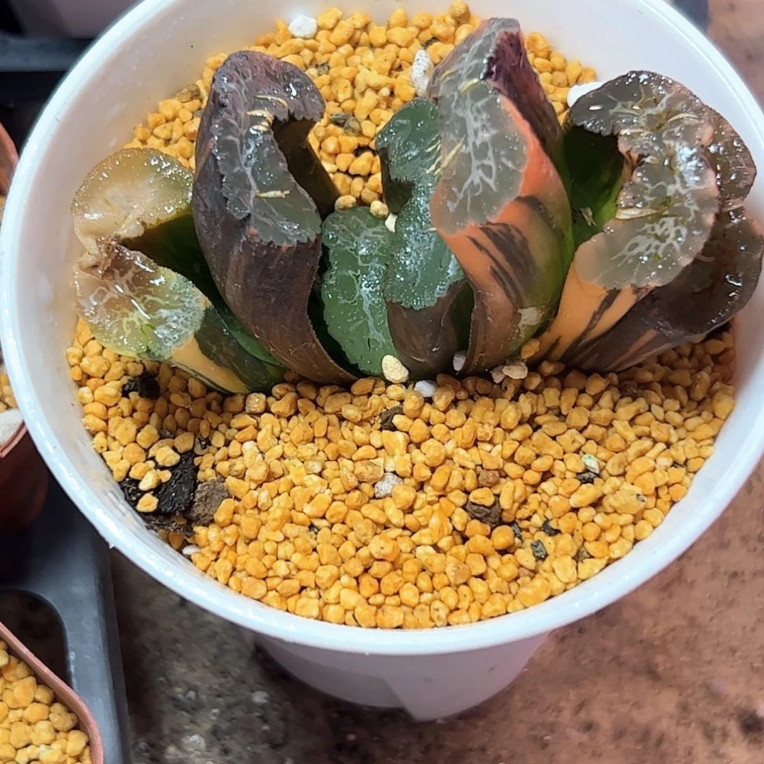 广重母本锦十二卷多肉植物