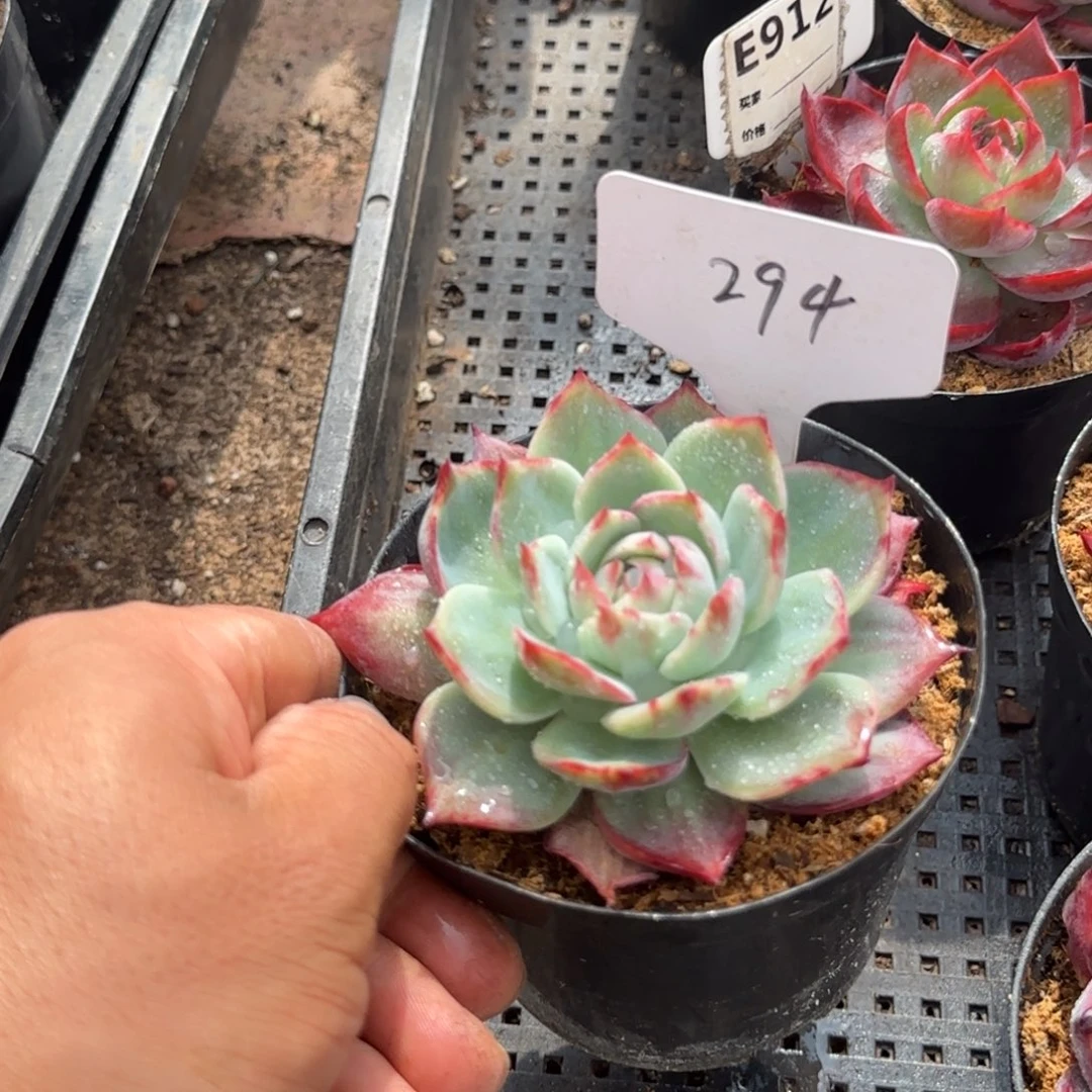 惊鸿一物一拍包装收缩花旱294