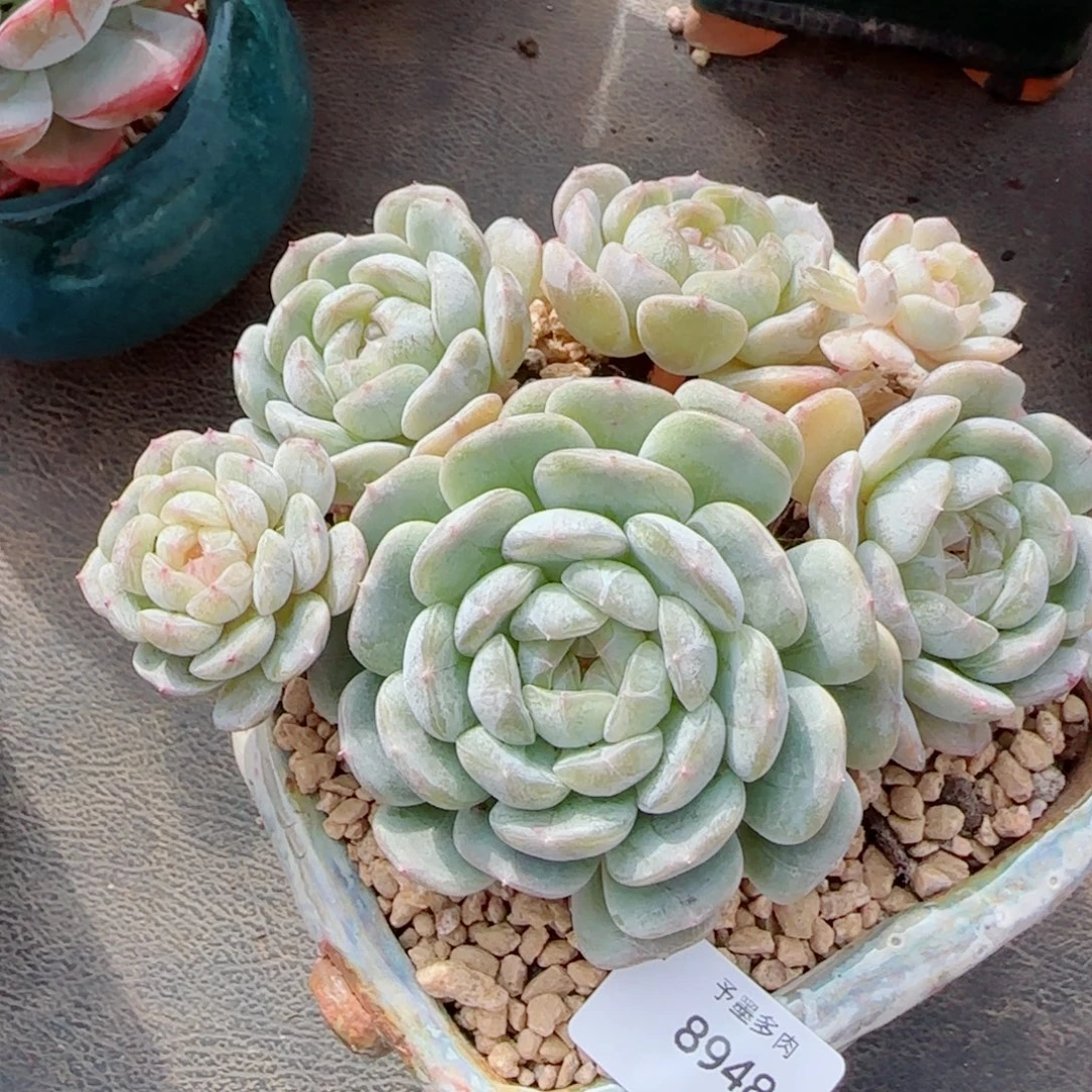 白恋群，8948多肉植物