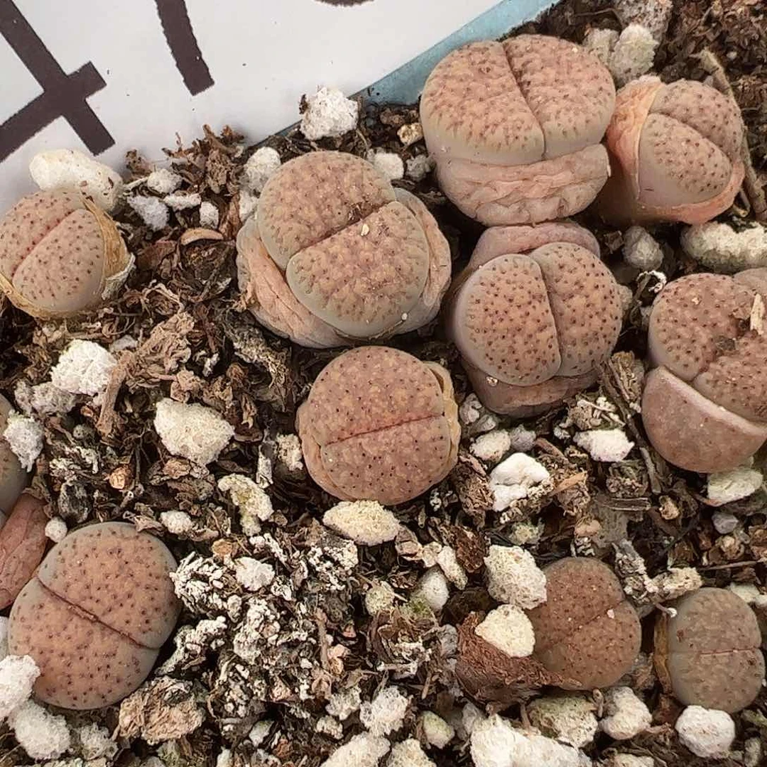 0000量拍血点3颗