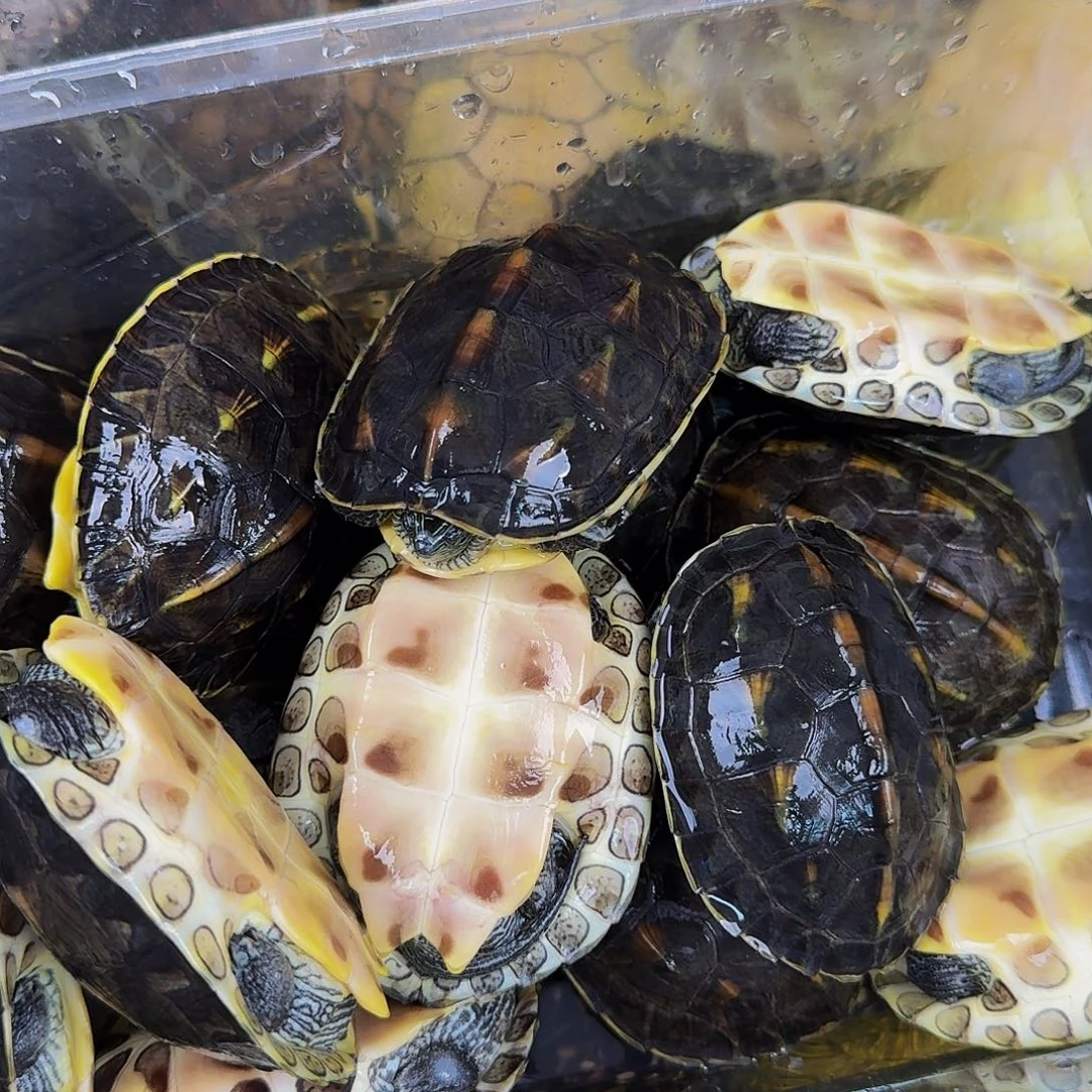 母绿毛龟俩只花龟