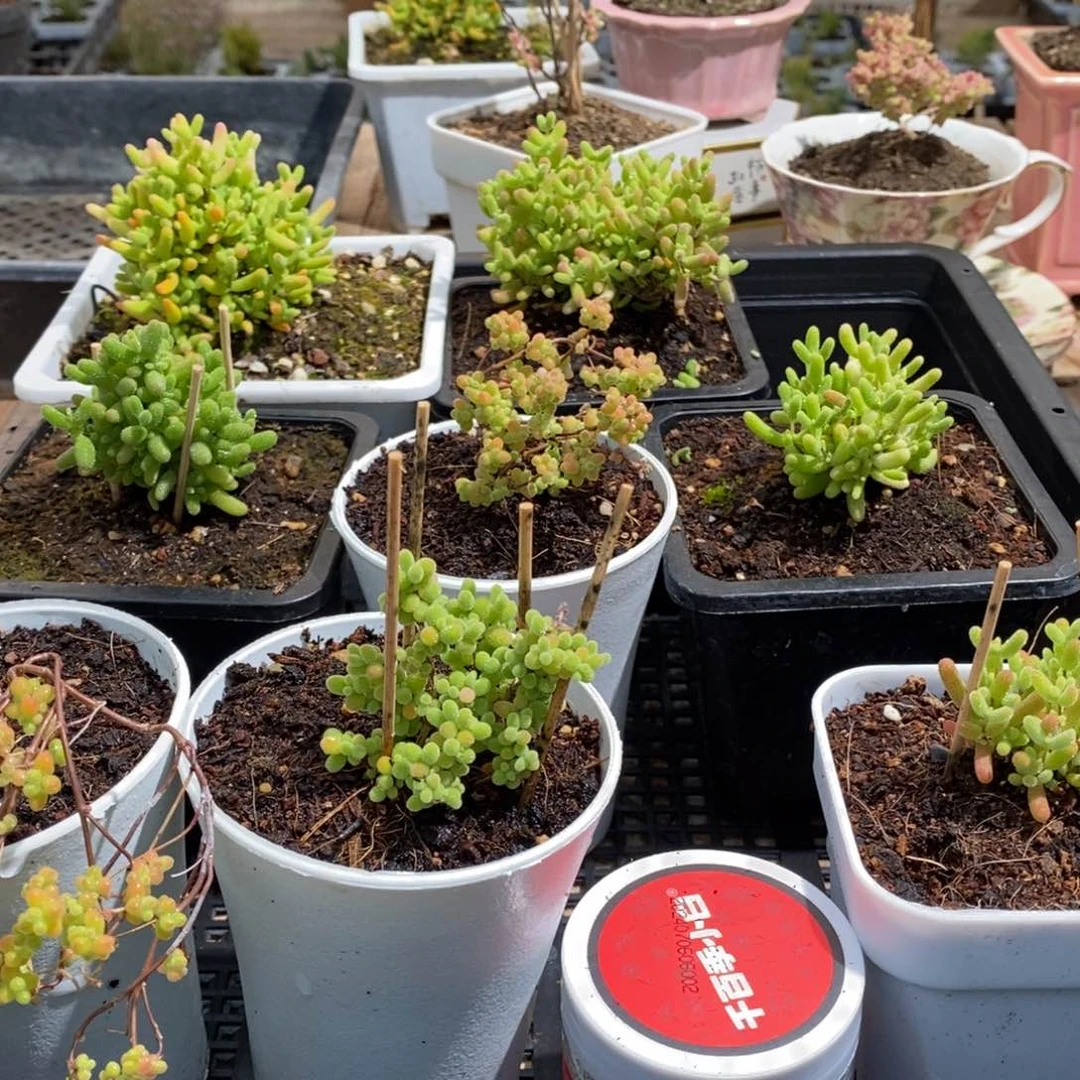 枝干番杏多肉植物223