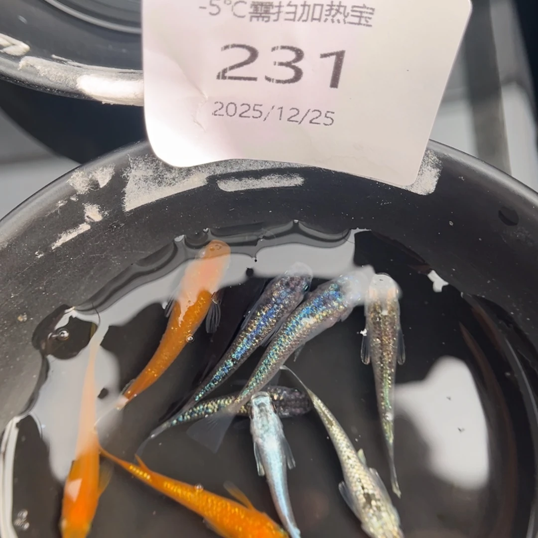 青鳉鱼231随机10尾