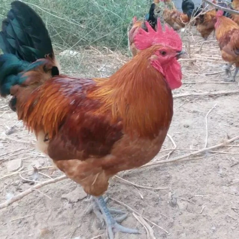 《改价链接》1年多农家林下散养溜达鸡