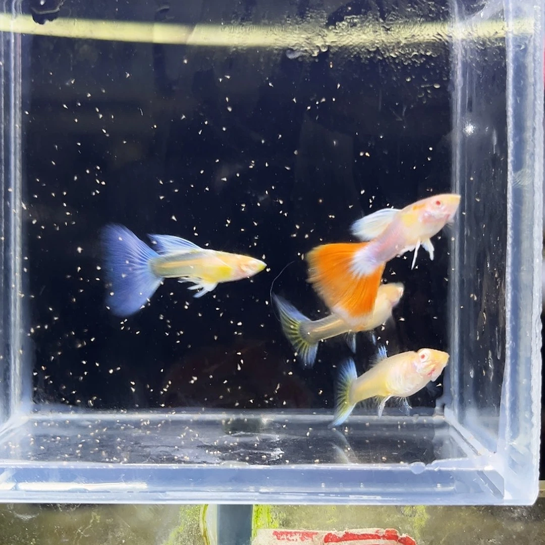 孔雀鱼紫白飞船两对