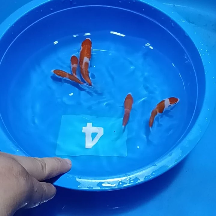 锦鲤99996666999996999999999