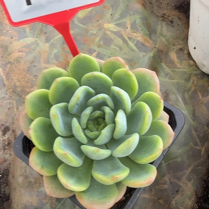 猫眼一物一拍769.