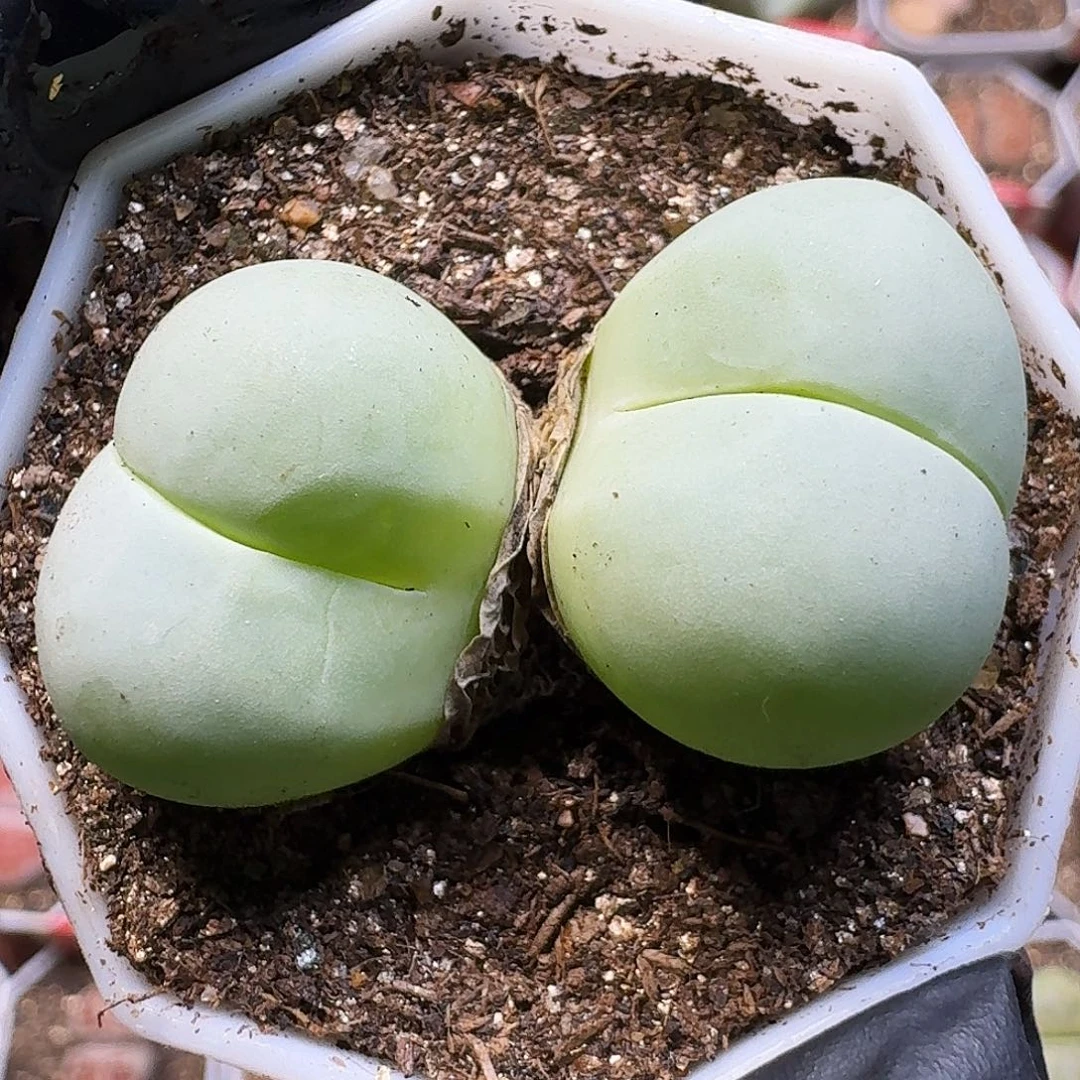 生石花111112。   375
