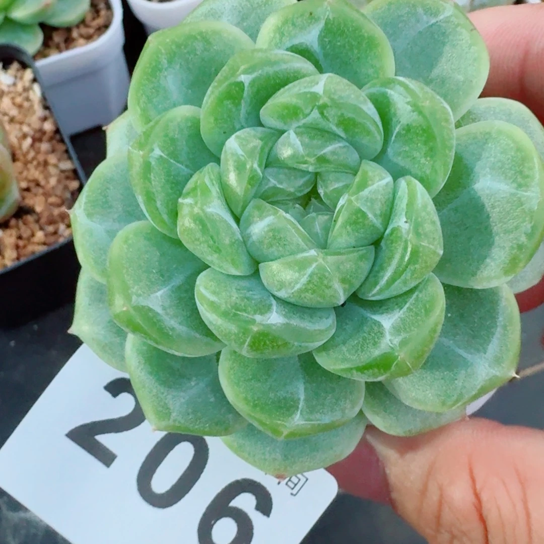 珍妮                     精美多肉植物