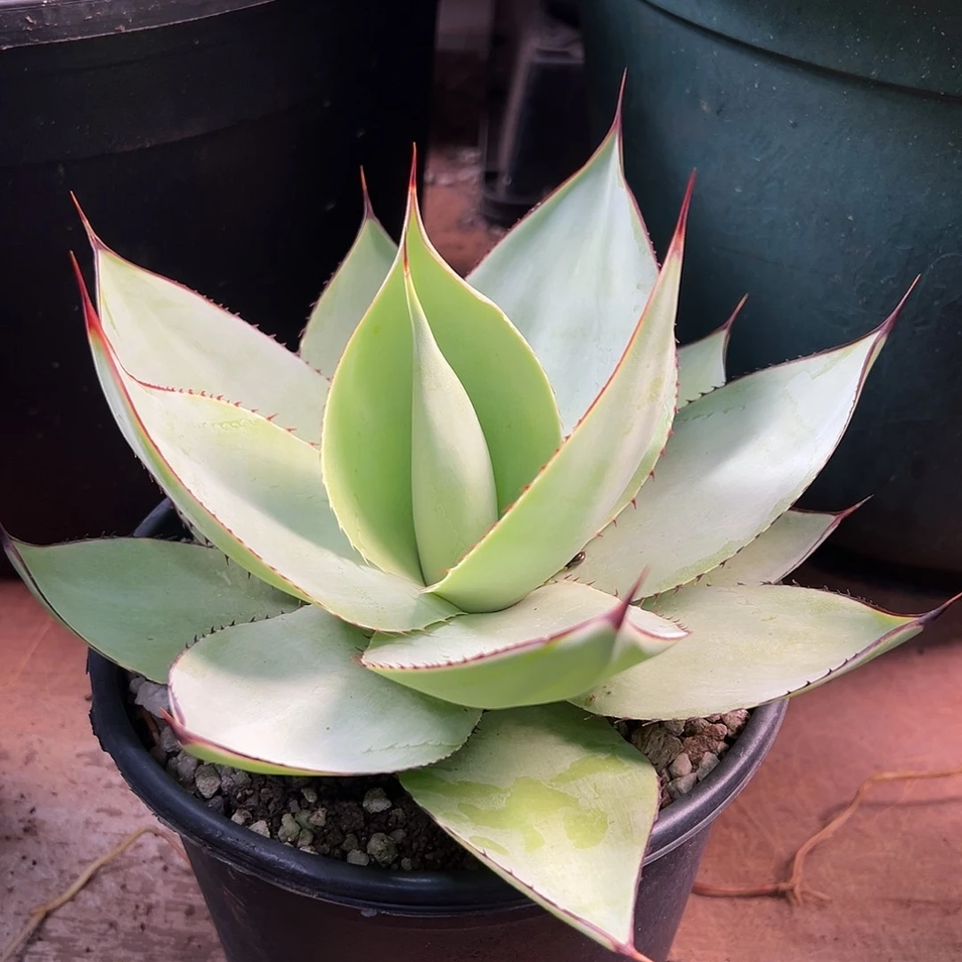 无花朵多肉植物绿荷龙舌兰