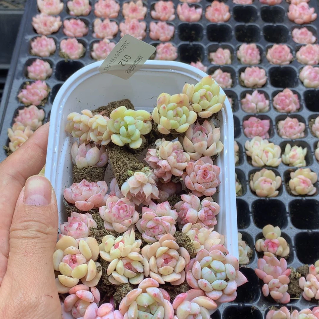 反反复复还是很开心012