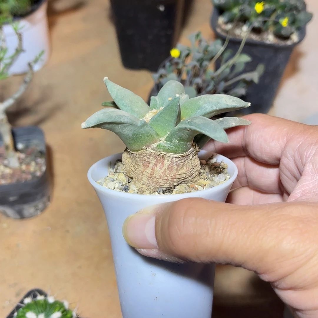 实生青瓷岩牡丹一物一拍
