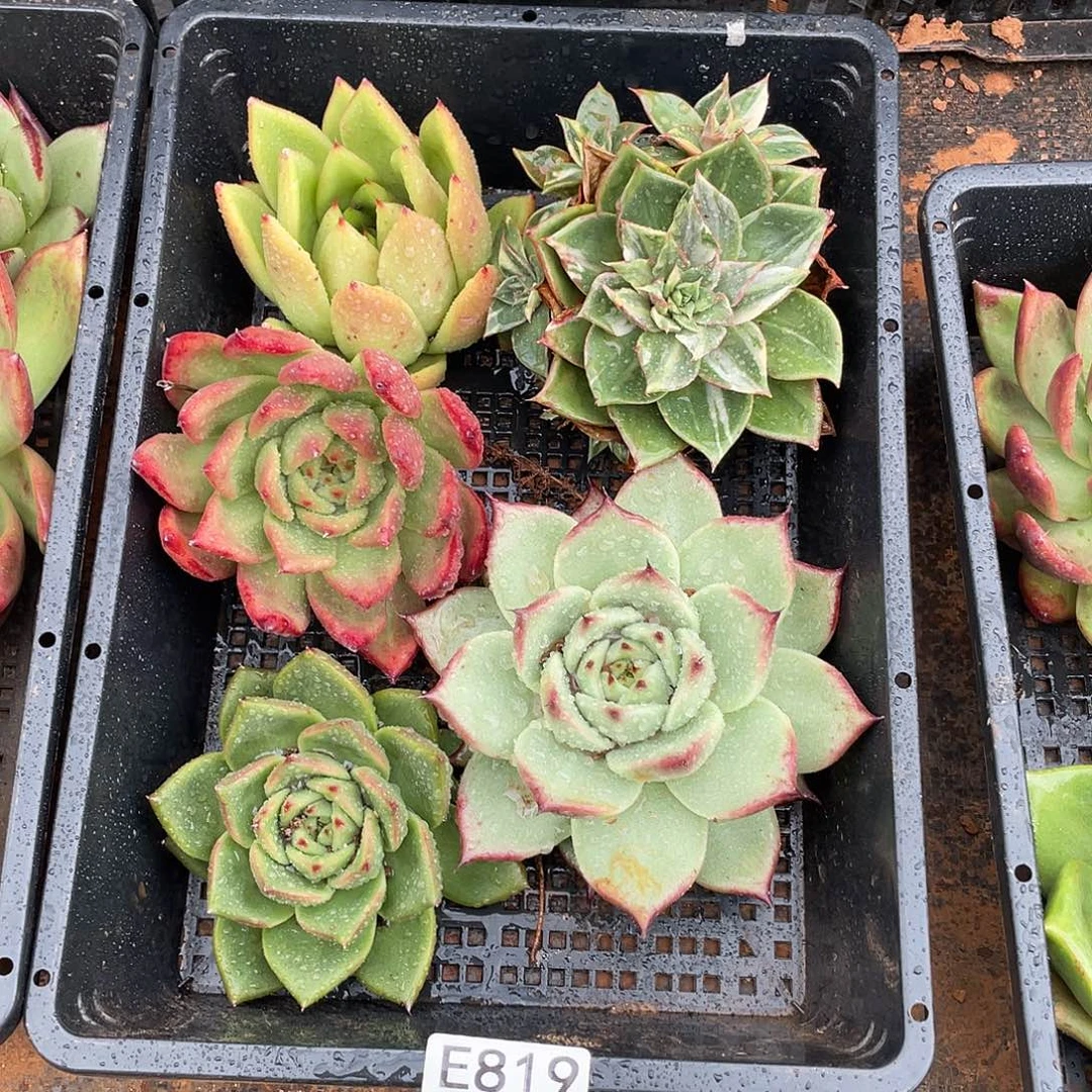 若如东云筐拍E819