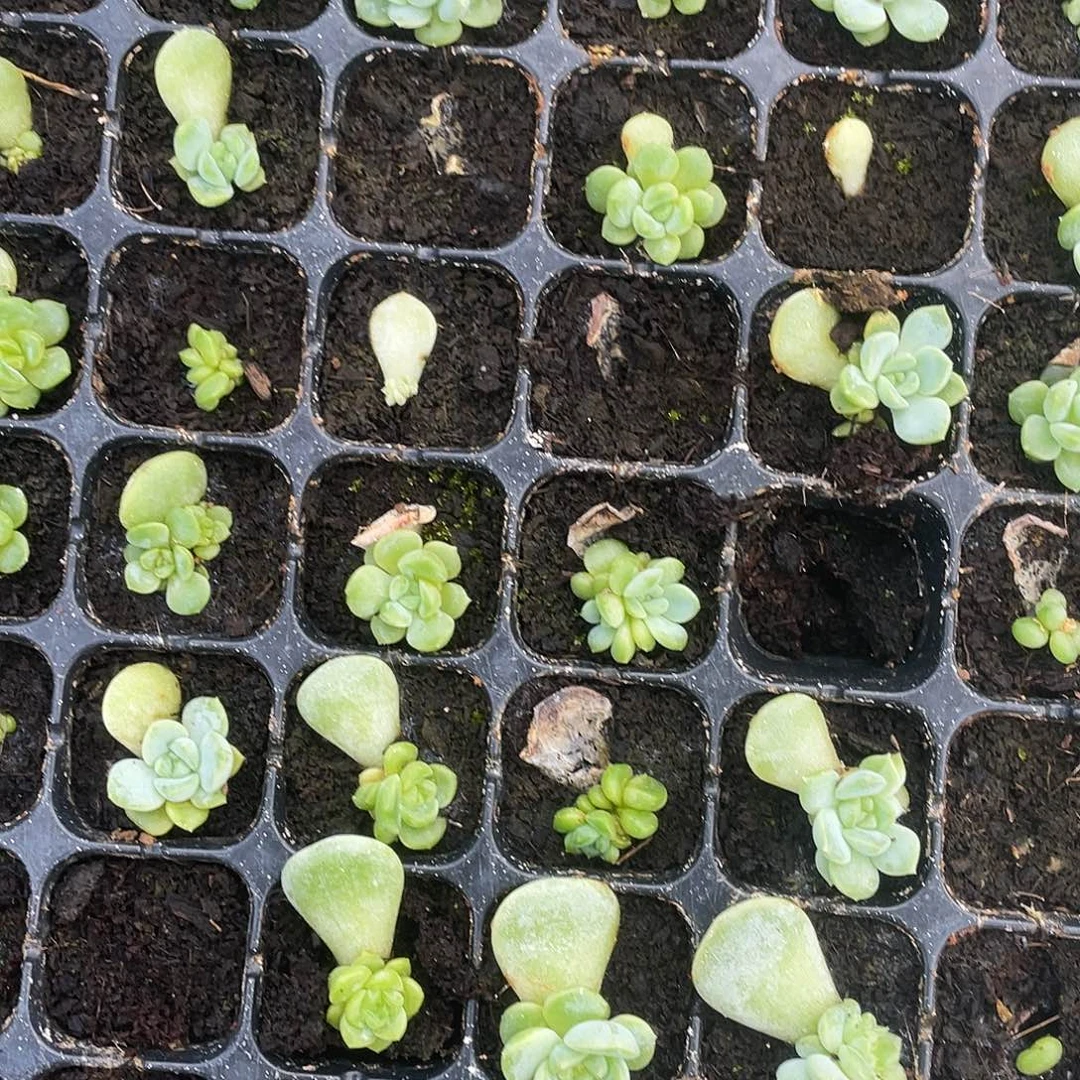 656 中苗穴一个满25包邮