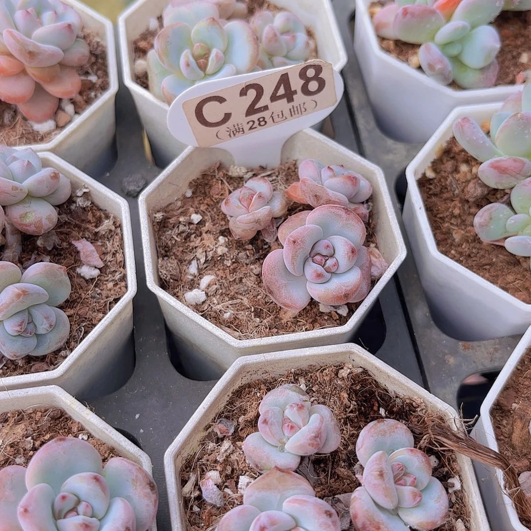 C248星星雪老桩一物一拍