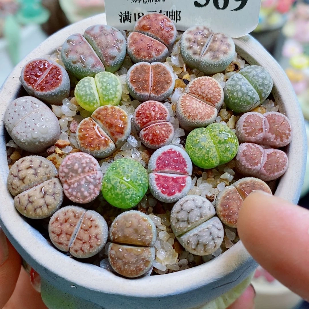 生石花花花哈哈哈哈哈哈369