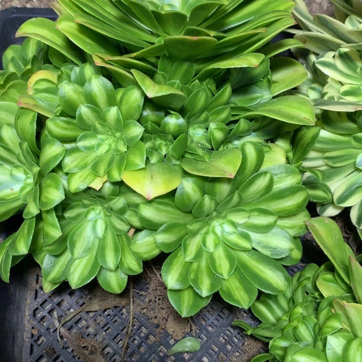 ?****?257多肉植物一物一拍