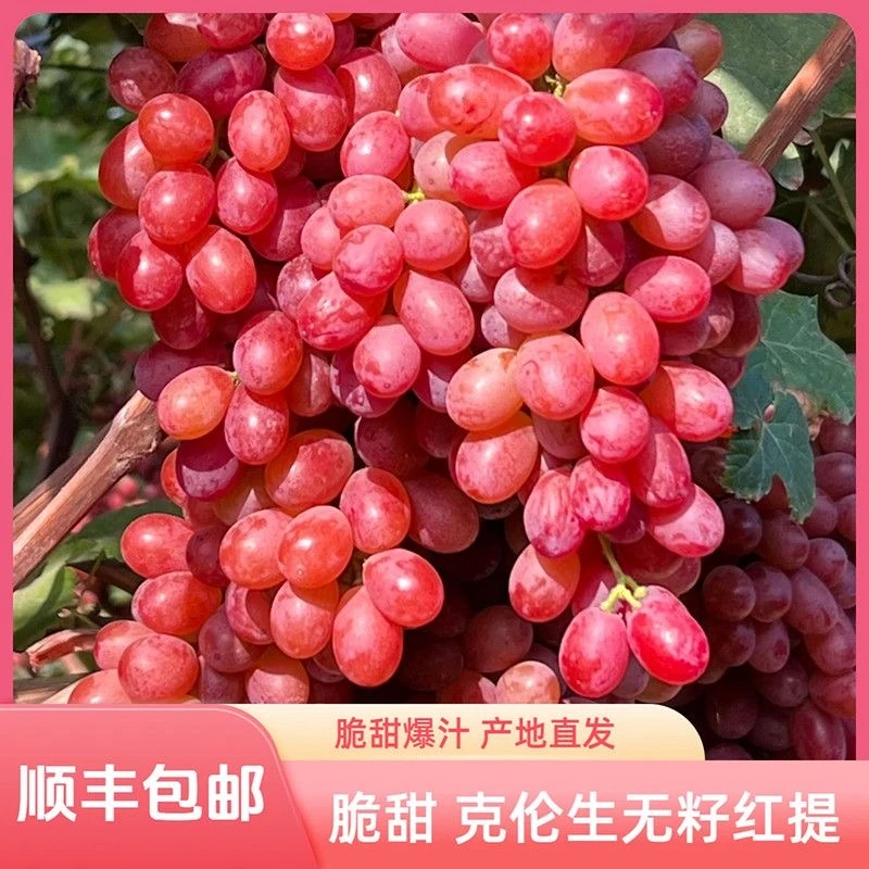【A】四川大凉山克伦生无籽红提新鲜现摘当季水果硬脆甜多汁
