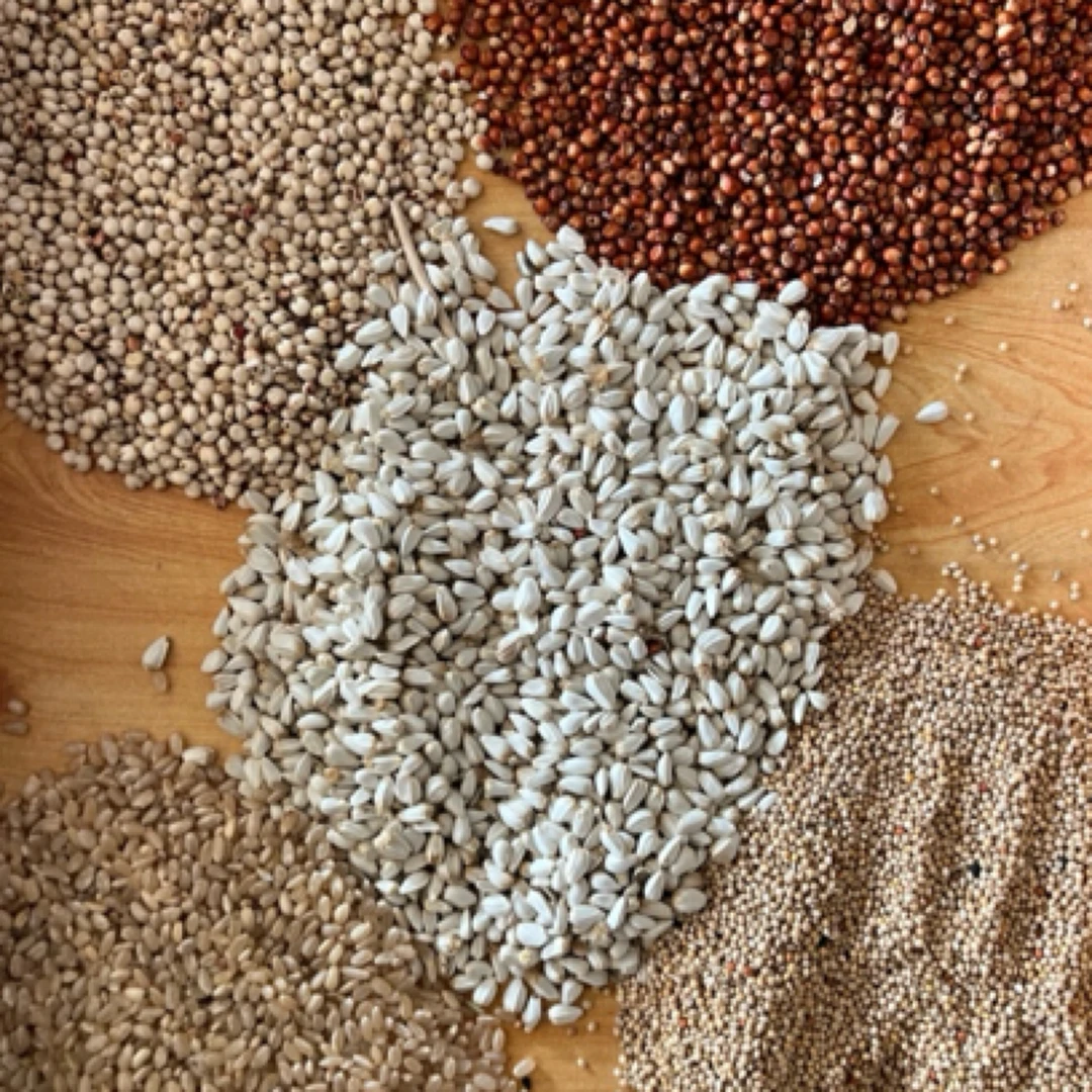 赛鸽专用自配排酸粮 归巢的第一口粮食