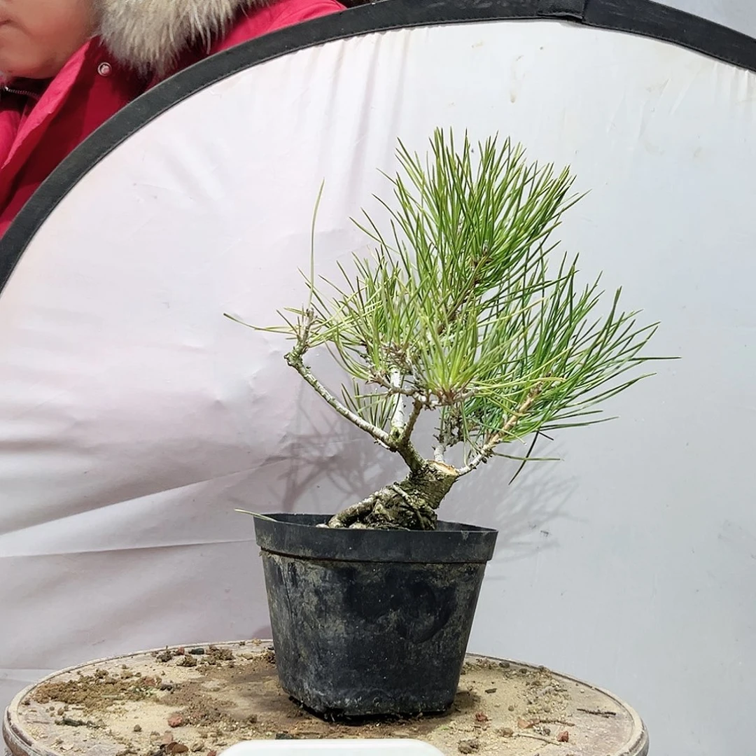 一*高端盆栽黑松