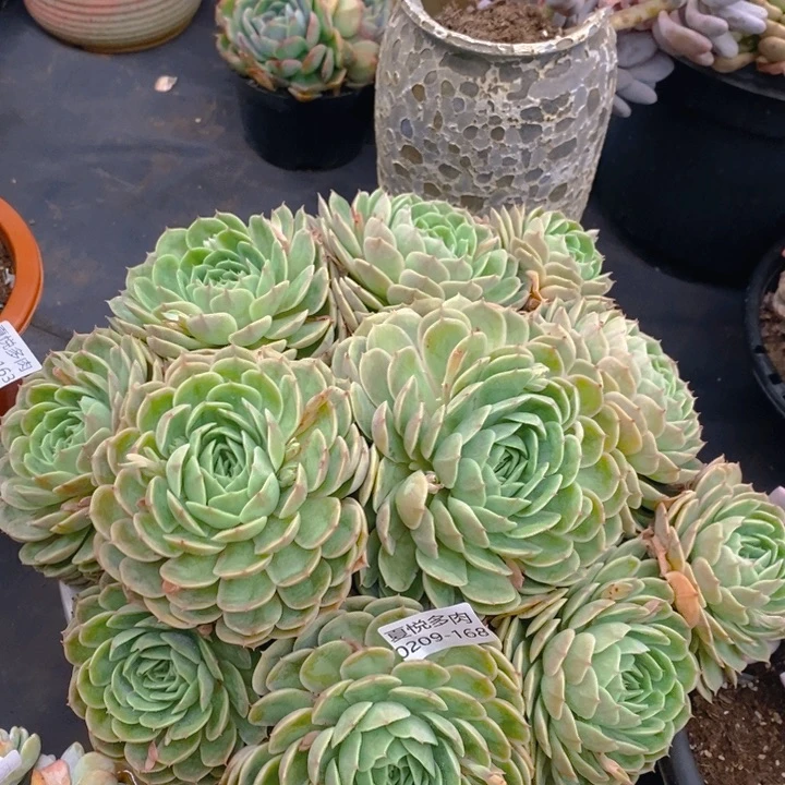 夏悦多肉0209-168昂斯诺