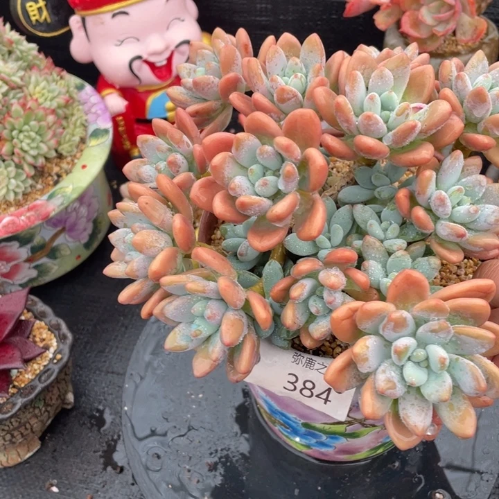 弥鹿之森多肉洛神