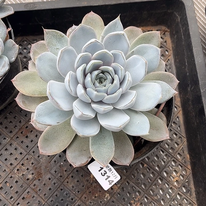 阿雅园艺。       1314雪兔