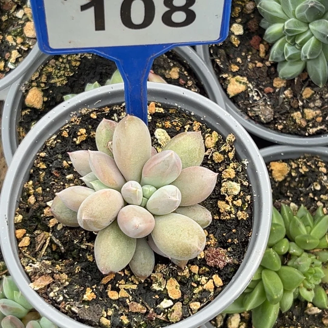 多肉植物海豚体哥特108