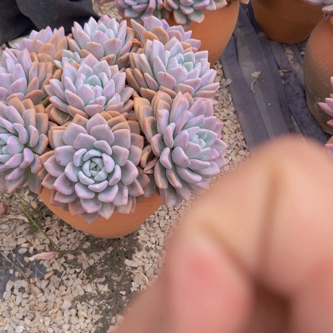 9号奥普多肉植物物流