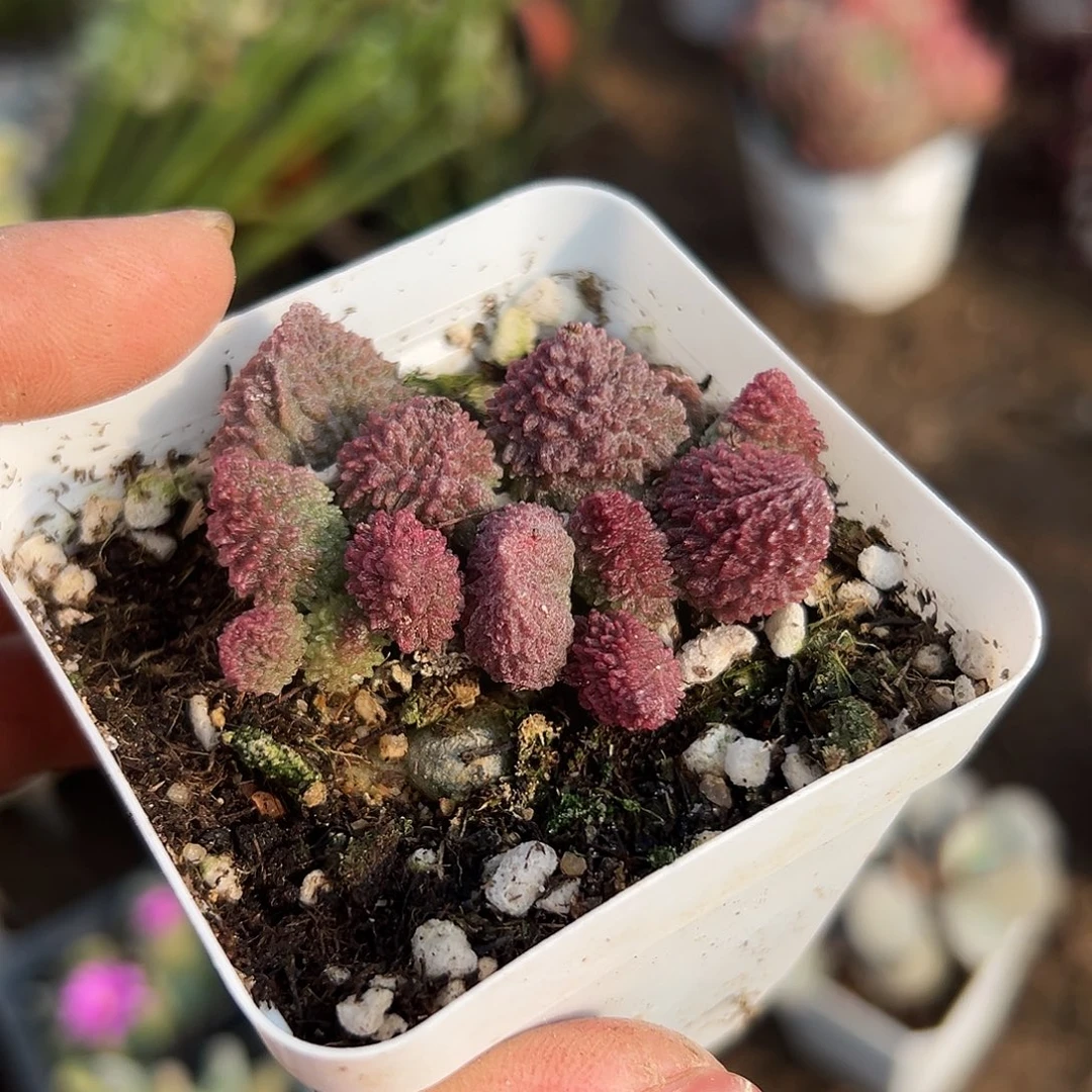 多肉植物朱子玉水泡