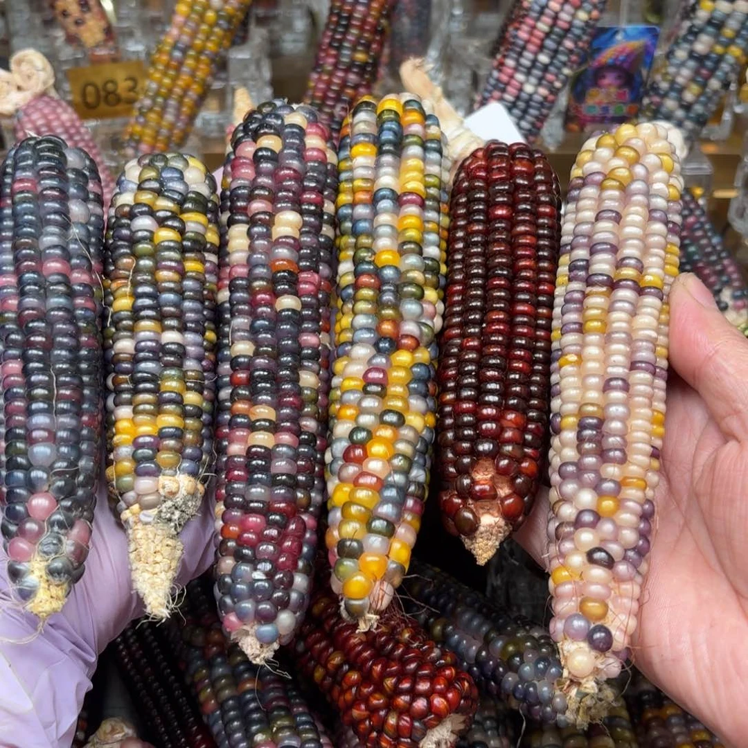 柏香籽/百香籽吊坠熊*森