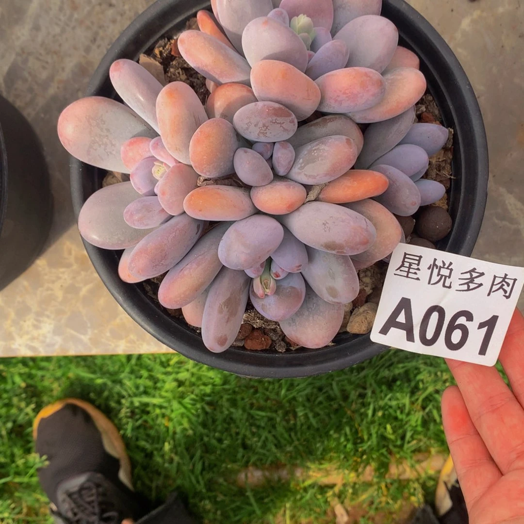 娇星悦多肉     A061