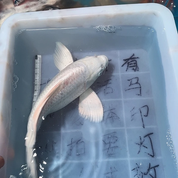 蝴蝶鲤鱼渔场直发108