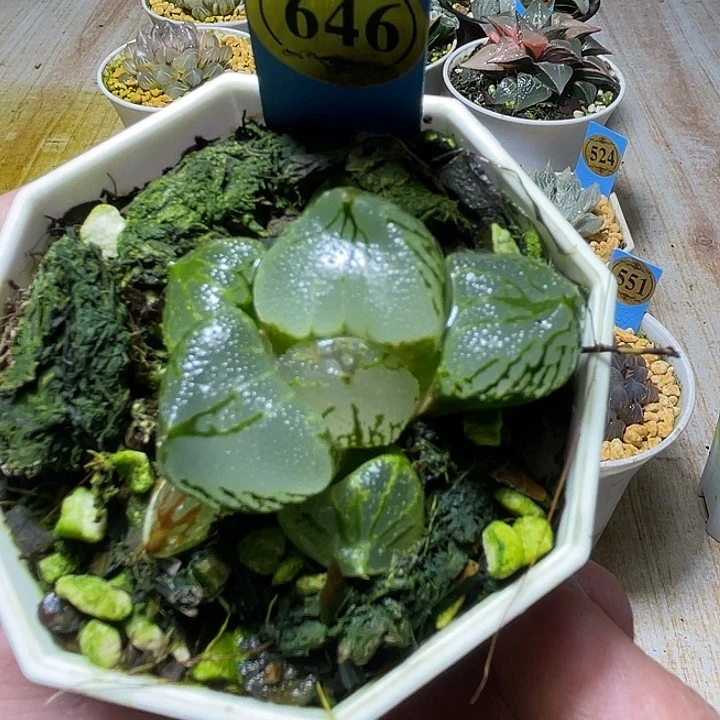老***年646杨贵妃特选福利