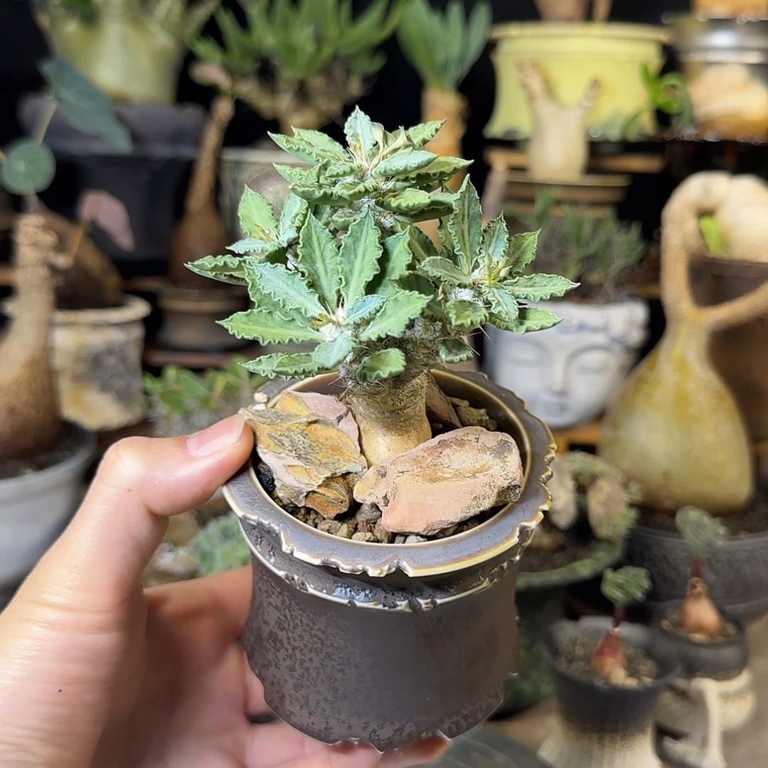 一物一拍图拉大戟230