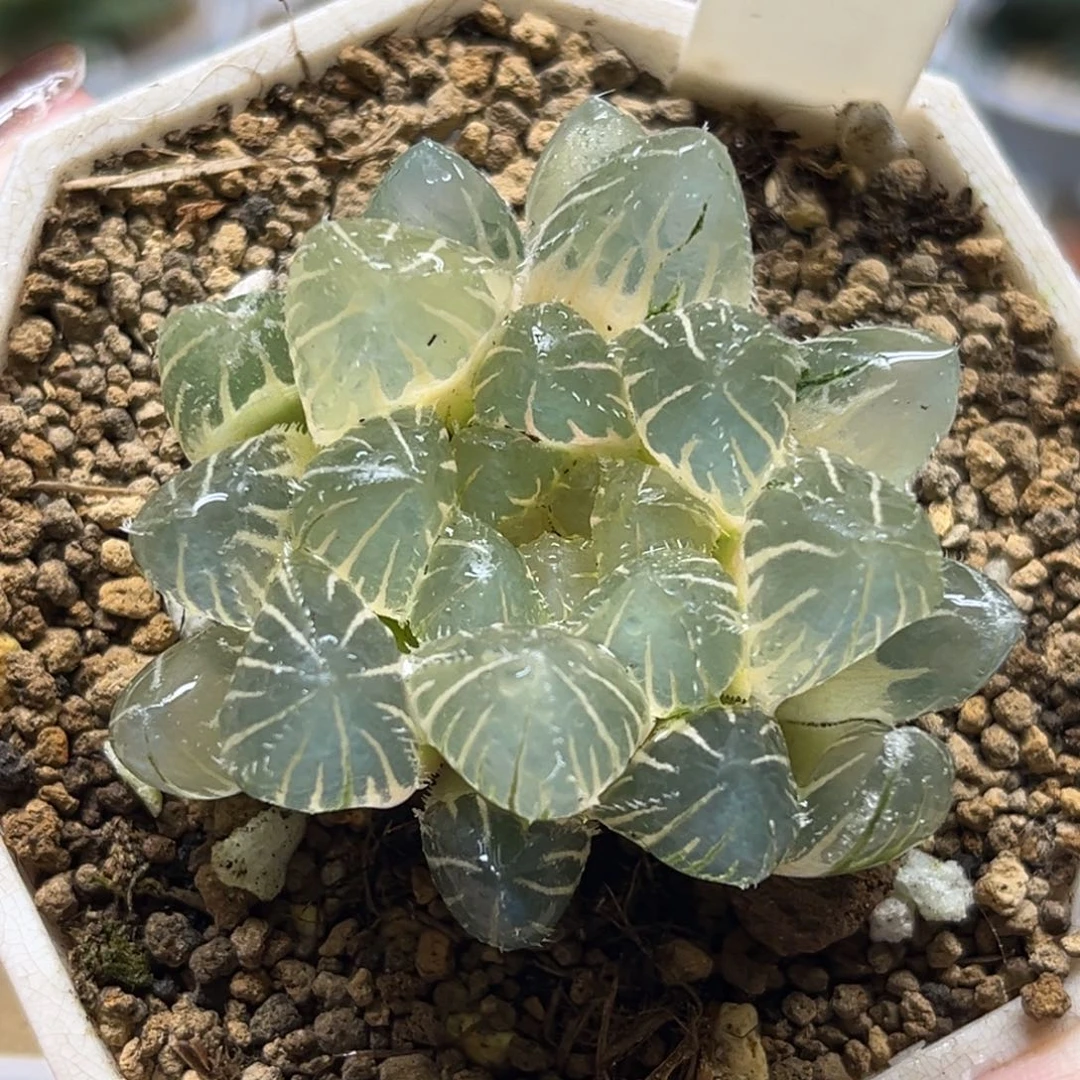 681糊斑冰灯毛玉露锦腹肌专场