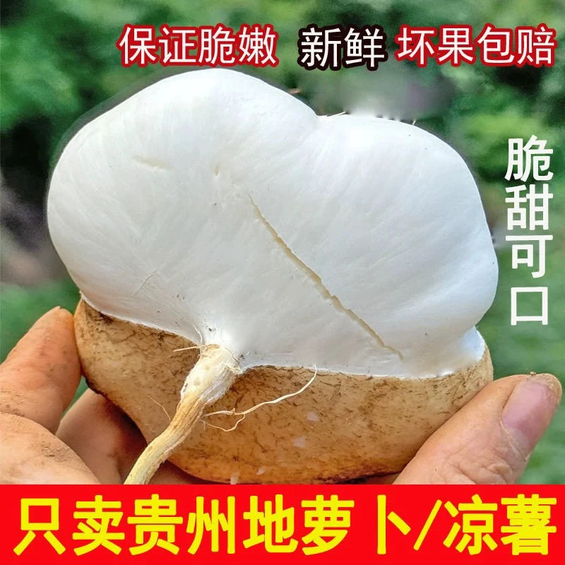 贵州安顺地萝卜新鲜凉薯皮薄脆嫩清甜多汁现挖带泥农家地萝卜凉薯