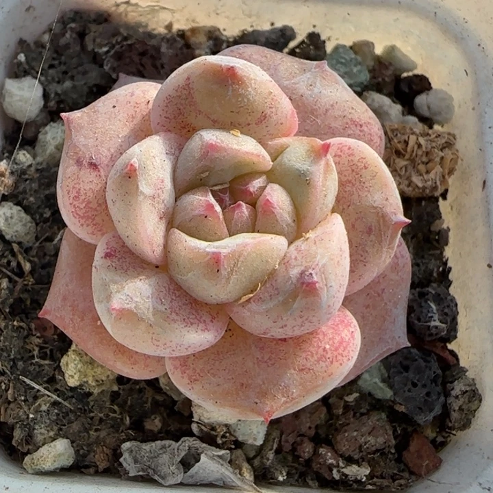 小卡拉米糖心一物一拍