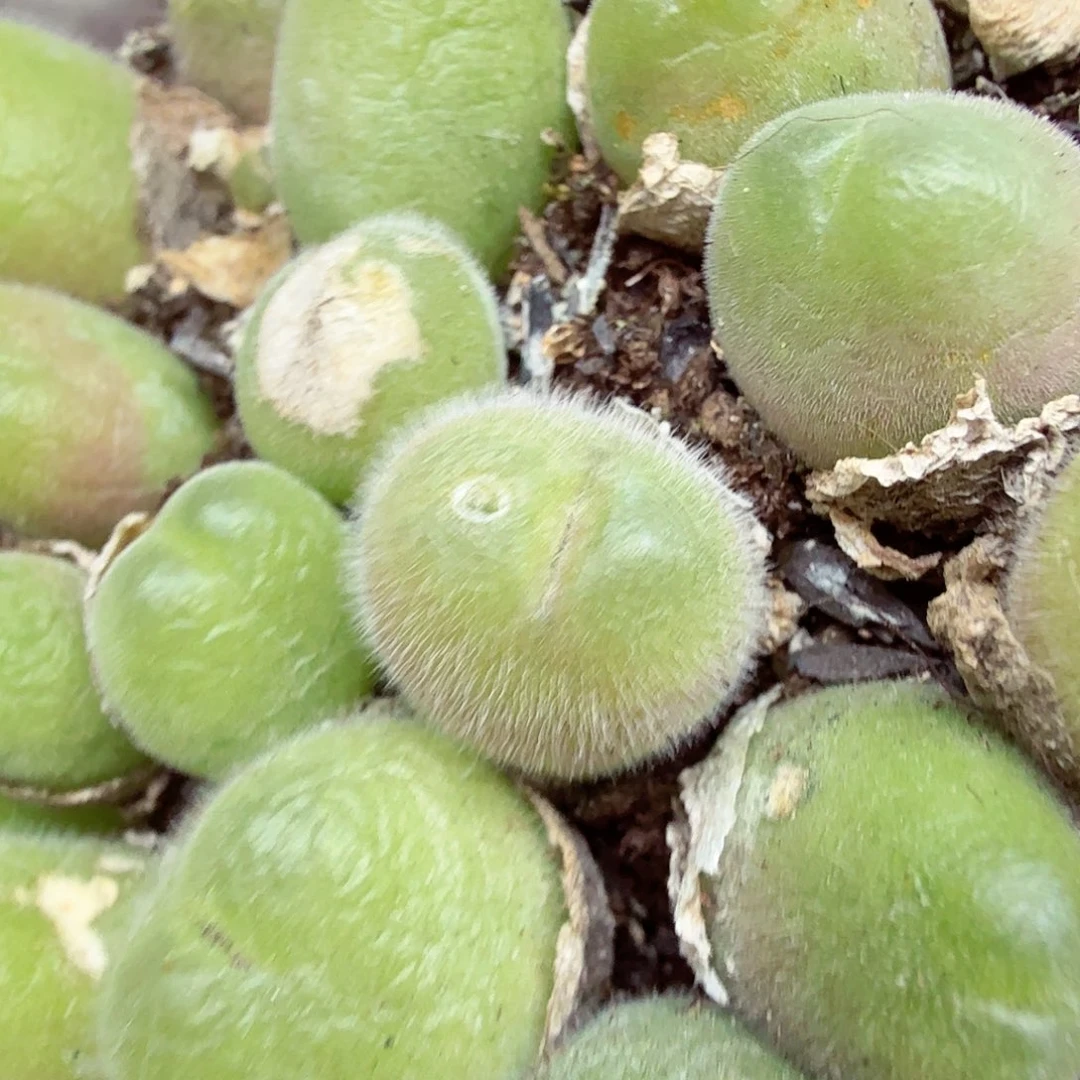 你说是谁在的了吧现在才551