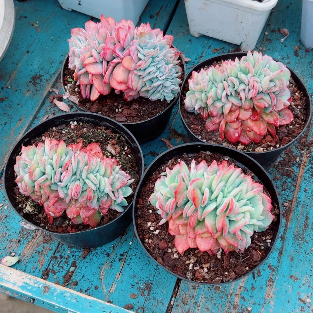 精品多肉植物老桩随机发一棵雪凤缀