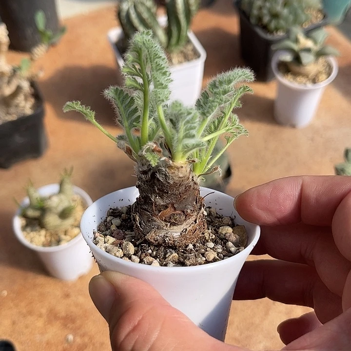 无花朵实生羽叶洋葵块根