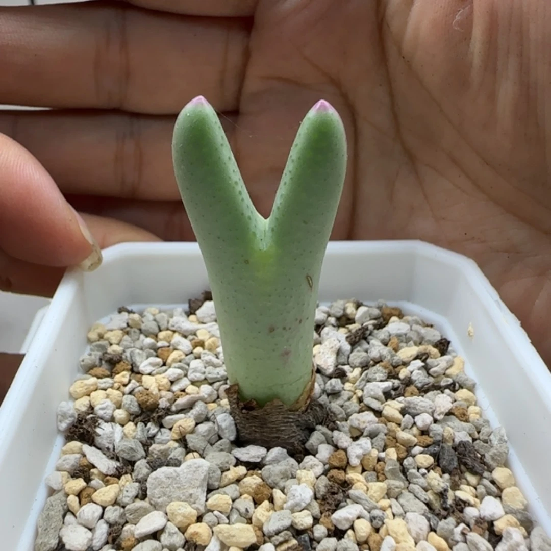 7-12-11-2当天满38包邮清货皮卡丘